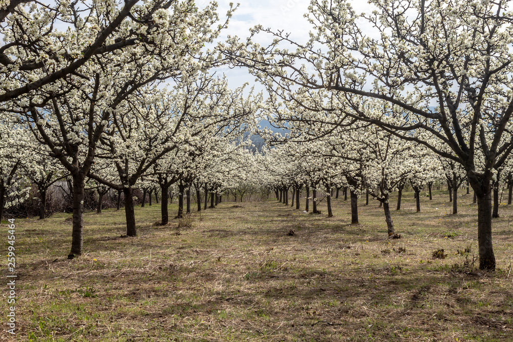 An Orchard of Plum Blossom in Serbia An Orchard of Plum Blossom in Serbia