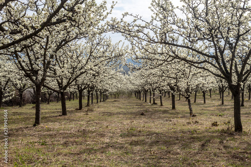 An Orchard of Plum Blossom in Serbia