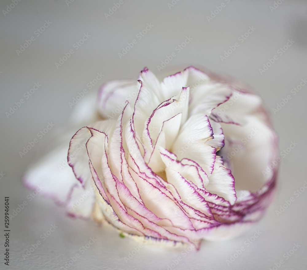 Close-up ranunculus petals Close-up ranunculus petals