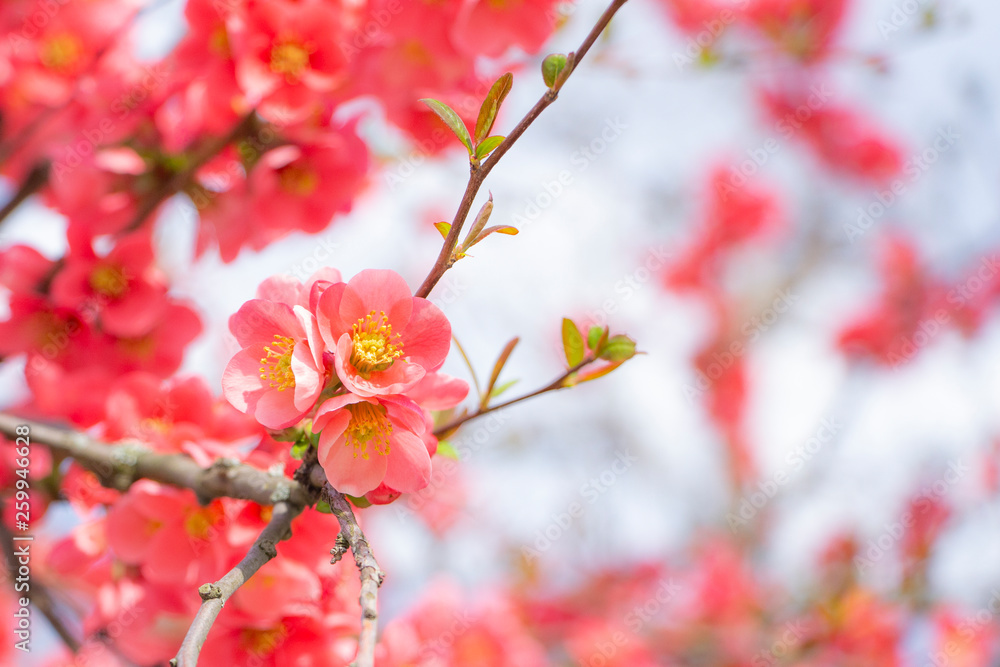 Pink blossom tree spring background Pink blossom tree spring background