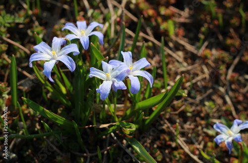 gentle blue flowers growing in the park in early spring