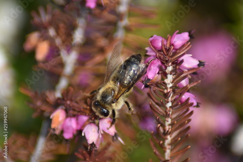 Schneeheide (Erica carnea) mit Insekt photo