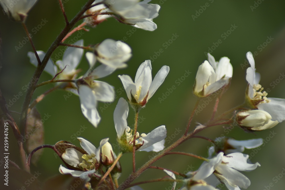 Blühende Felsenbirne (Amelanchier)
