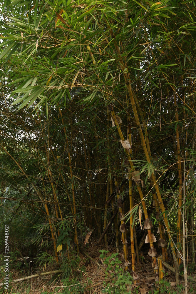 Bamboo shrub growing in wet marsh in Uganda, a tropical african country. Bamboo shrub growing in wet marsh in Uganda, a tropical african country.