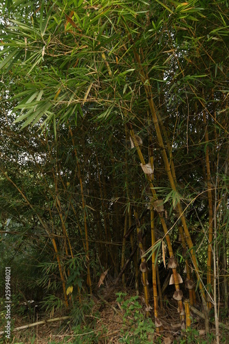 Bamboo shrub growing in wet marsh in Uganda, a tropical african country.