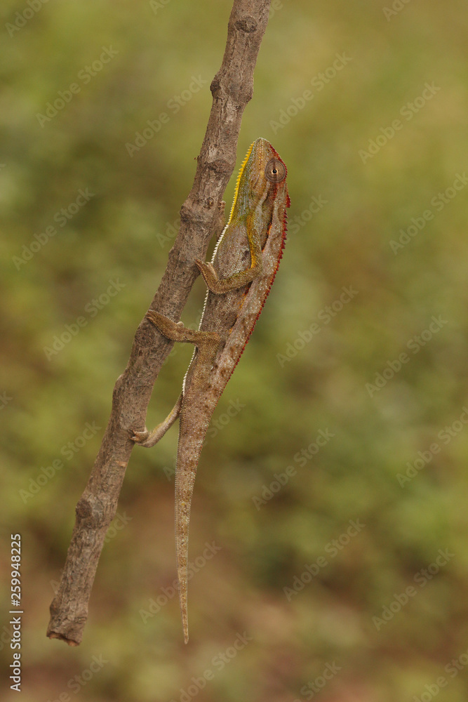 Male of the von Höhnel's chameleon, also known as the helmeted or the high-casqued chameleon. The species is endemic to eastern Africa. Male of the von Höhnel's chameleon, also known as the helmeted or the high-casqued chameleon. The species is endemic to eastern Africa.