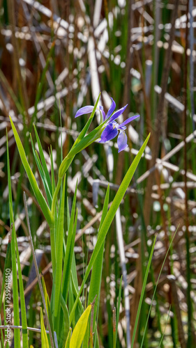 The striking beauty of a sturdy stalk of Blue Flag Iris stands out in this marsh grasslands