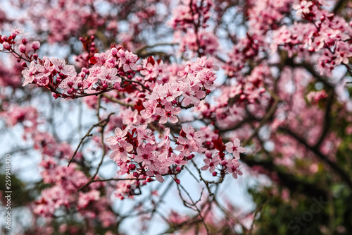 Wallpaper Mural Pink sloe in early spring in Germany Torontodigital.ca