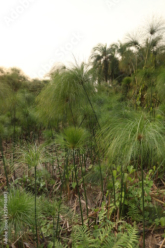 Papyrus plant growing in wet areas in Africa. A traditional source for paper.