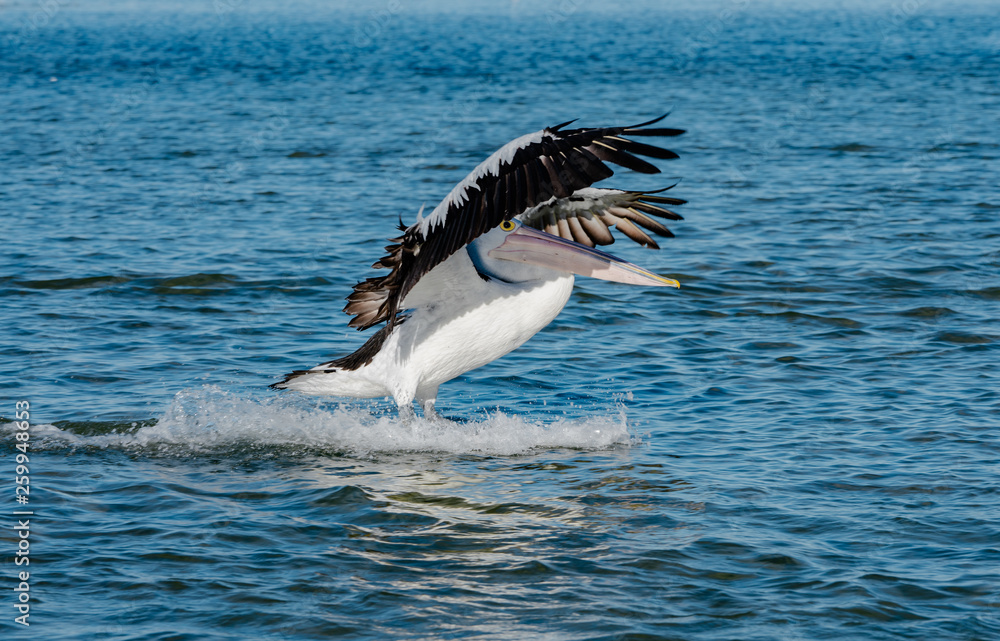Naklejka premium white pelican in flight
