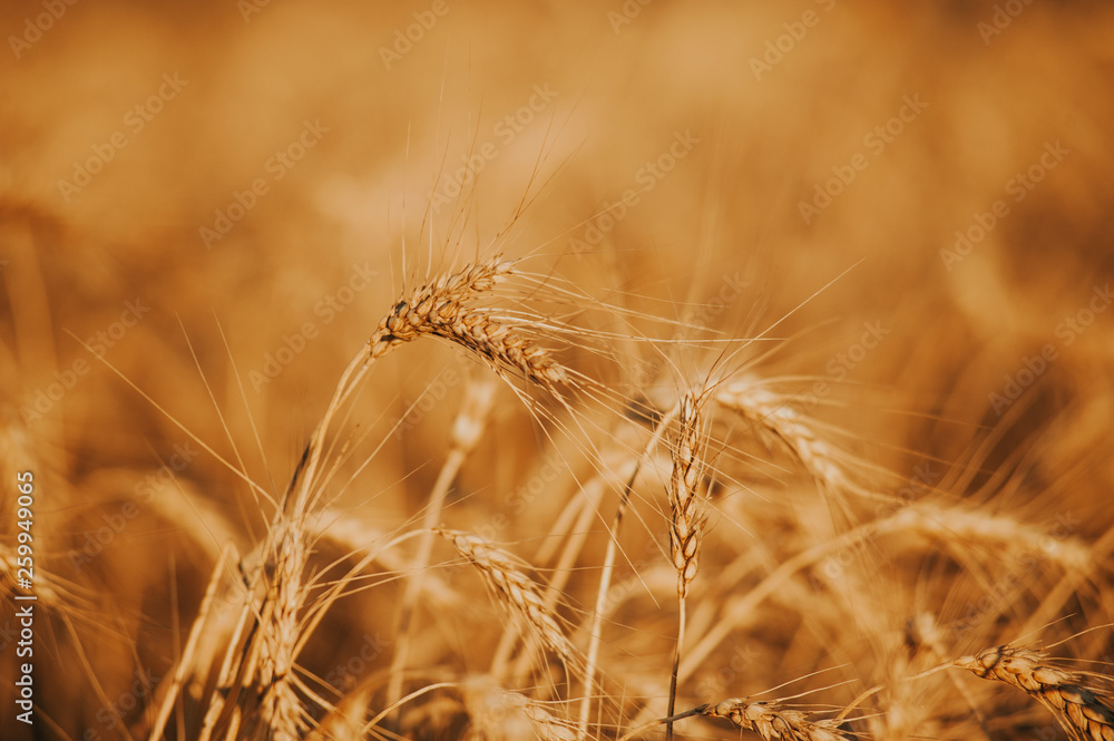 Nature concept. Photo of colorful wheat fileld on sunset or sunrise Nature concept. Photo of colorful wheat fileld on sunset or sunrise