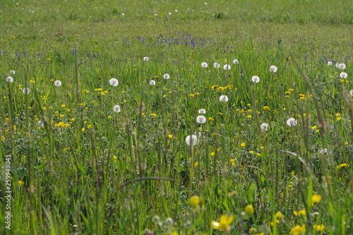 the spring and the pollen