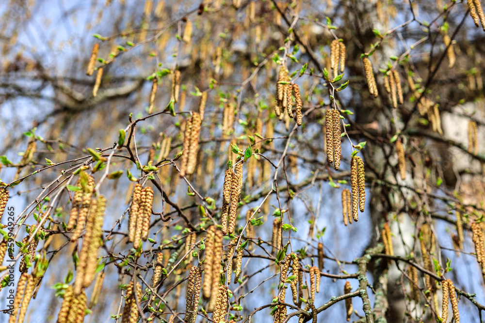 Birch pollen at the first sign of spring during a colorful sunset. Close up with sunrays and shallow depth of field with bokeh Birch pollen at the first sign of spring during a colorful sunset. Close up with sunrays and shallow depth of field with bokeh