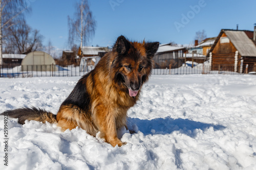 german shepherd dog, the dog lies in the snow and looks at the owner © Mieszko9