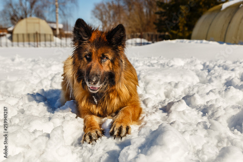 german shepherd dog, the dog lies in the snow and looks at the owner