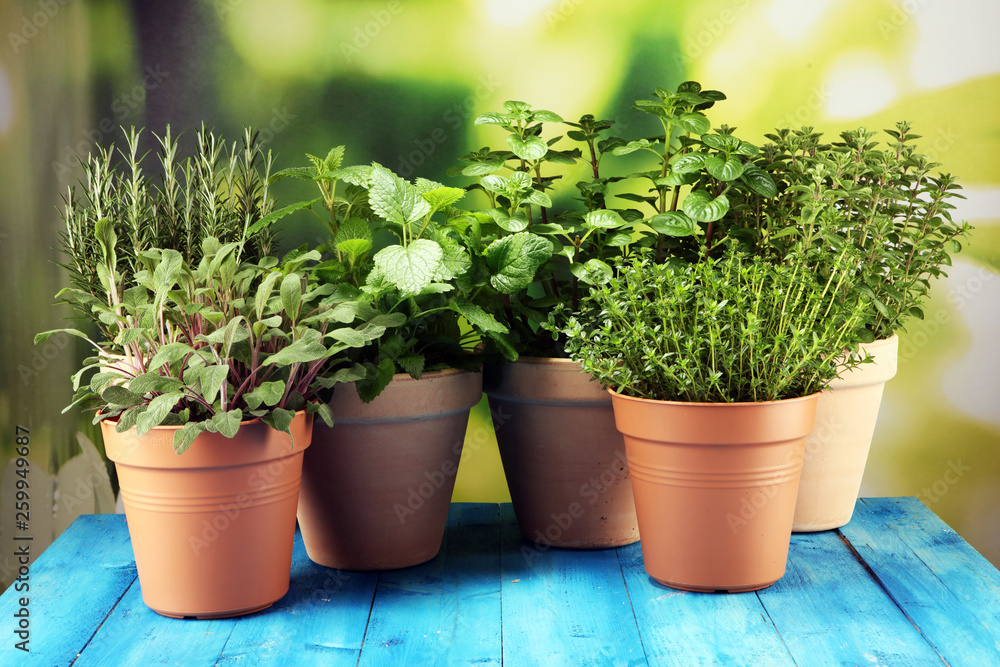 Fototapeta premium Homegrown and aromatic herbs in old clay pots on rustic background