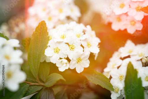 Spirea, Vanhouttei, Bridal Wreath, Snow Storm, Snow White, Snowmound. Close-up of white spirea blossoms with select focus and dark speckled green blurry background. photo