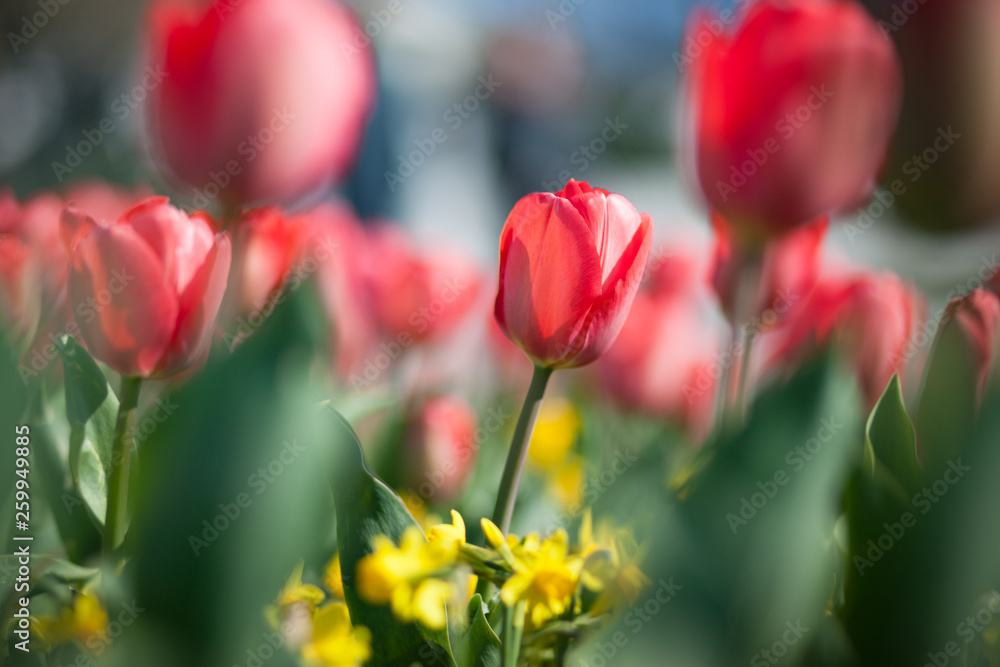 Natural spring flower, blooming beauty flowers red tulip Natural spring flower, blooming beauty flowers red tulip