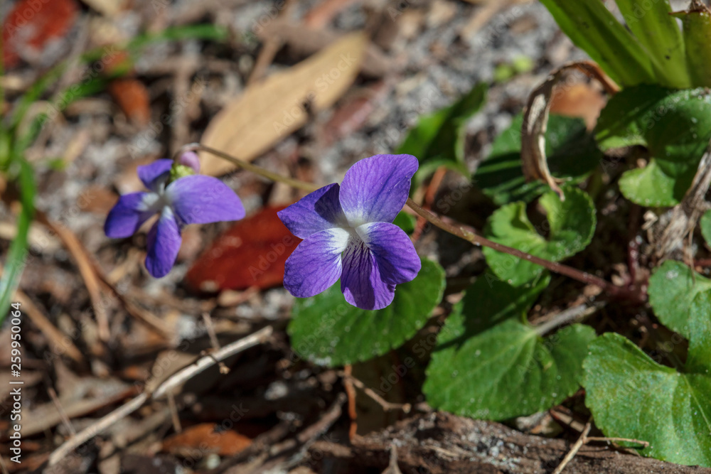 You know it is Springtime when the delicate Blue Violets can be found amongst the leaf litter on the woodland floor You know it is Springtime when the delicate Blue Violets can be found amongst the leaf litter on the woodland floor