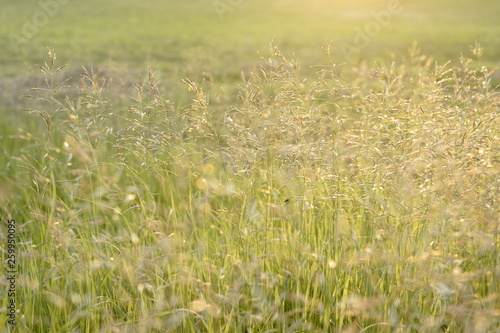Wild Grass, Summer Sunset © Johannes