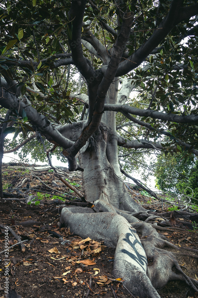 Obraz premium Tall Tree Standing 