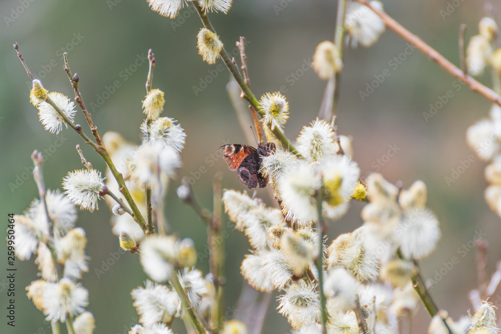 Beautiful butterfly on flower