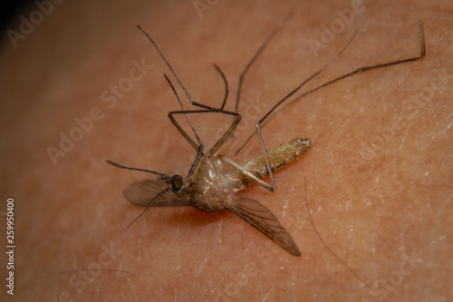 Avoid mosquito Itchy, irritating bites and diseases transmitted by mosquitoes, starting by clean up around your house from rubbish and puddle of water photo