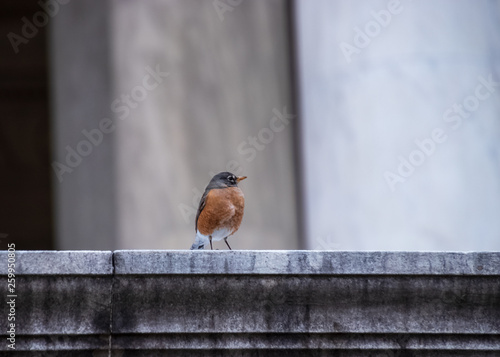 Obraz na plátně Robin redbreast with puffed up feathers, sitting on a ledge at the Jefferson Mem