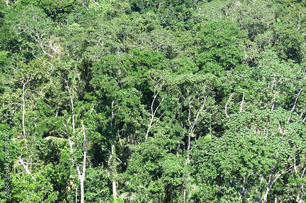 Panoramic of Amazon forest, Bolivia Panoramic of Amazon forest, Bolivia