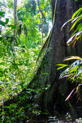 Amazon forest in the Madidi National Park, Bolivia