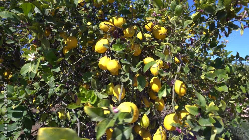 Lemons Growing On Tree Under The Sunny Rays. Blossoming lemons in healthy organic lemon garden Lemons Growing On Tree Under The Sunny Rays. Blossoming lemons in healthy organic lemon garden
