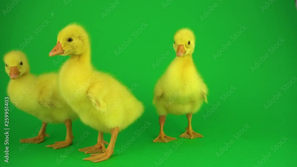 Little ducks on green screen Little ducks on green screen