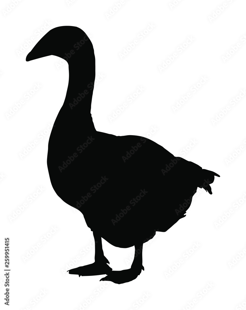 Goose vector silhouette isolated on white background. White goose (Anser anser domesticus) isolated on a white background. Water bird. Domestic animal. Goose vector silhouette isolated on white background. White goose (Anser anser domesticus) isolated on a white background. Water bird. Domestic animal.
