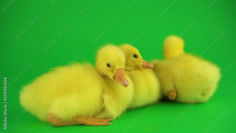 Little ducks on green screen Little ducks on green screen
