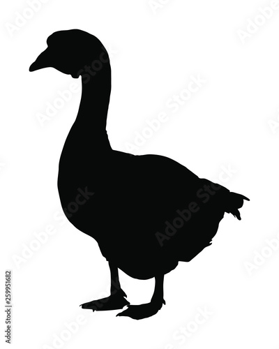 Grey Chinese Goose vector silhouette illustration isolated on white background. Goose isolated on white background. Water bird. Domestic animal.