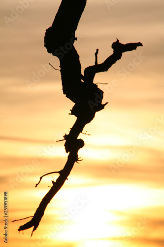 Ast im Abendrot