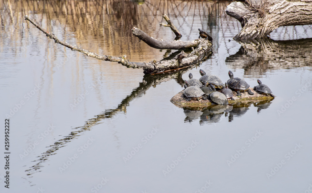 turtles resting on a log
