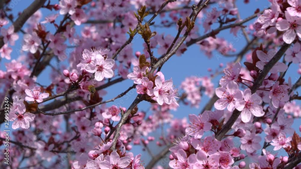 Honey Bee Pollinating Flowers On A Beautiful Spring Tree With The Blue Sky Honey Bee Pollinating Flowers On A Beautiful Spring Tree With The Blue Sky