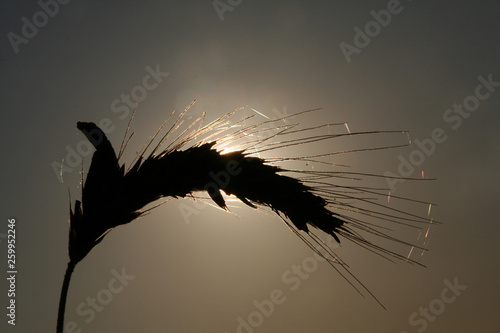 Ähre verdeckt Sonne photo