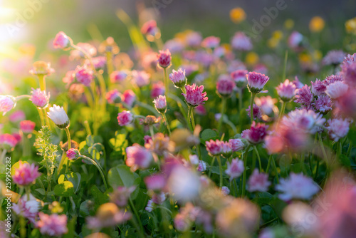 Blooming daisies in the sun.