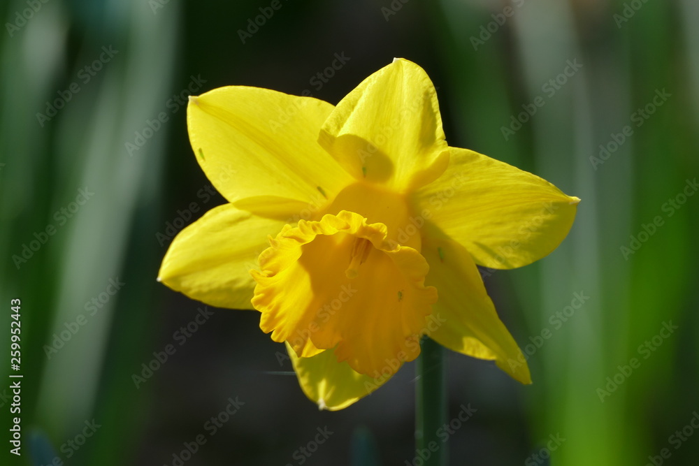 yellow and white narcisus on grassy lawn in Sigurtà garden park in the village of Valeggio on Mincio river yellow and white narcisus on grassy lawn in Sigurtà garden park in the village of Valeggio on Mincio river