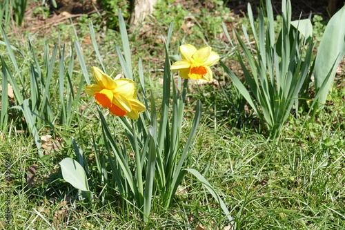 yellow and white narcisus on grassy lawn in Sigurtà garden park in the village of Valeggio on Mincio river photo