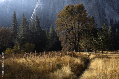 Morning sun illuminates colorful autumn foliage in Yosemite Valley, Yosemite National Park