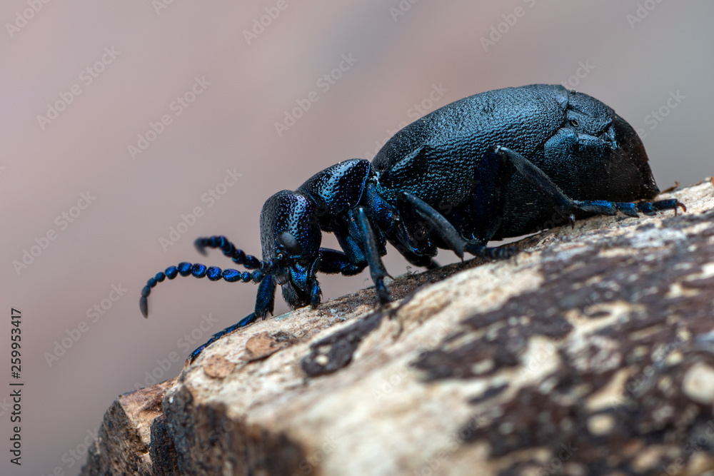 European Oil beetle - Meloe proscarabaeus European Oil beetle - Meloe proscarabaeus