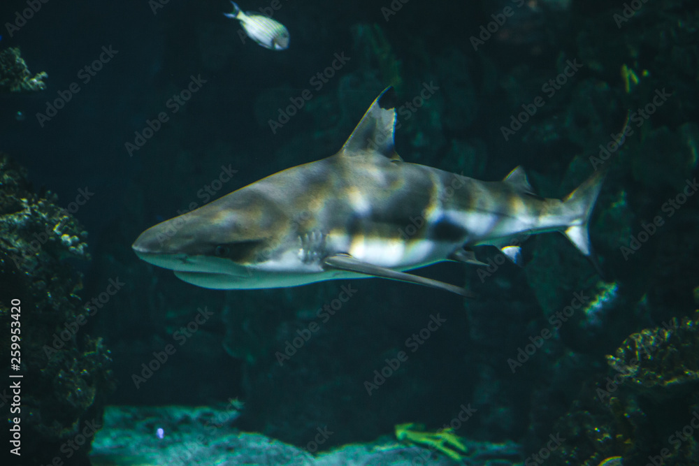 Fototapeta premium Shark swims in the aquarium with other fish