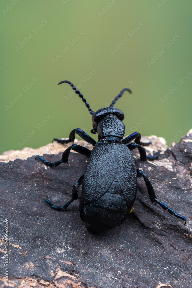 European Oil beetle - Meloe proscarabaeus European Oil beetle - Meloe proscarabaeus