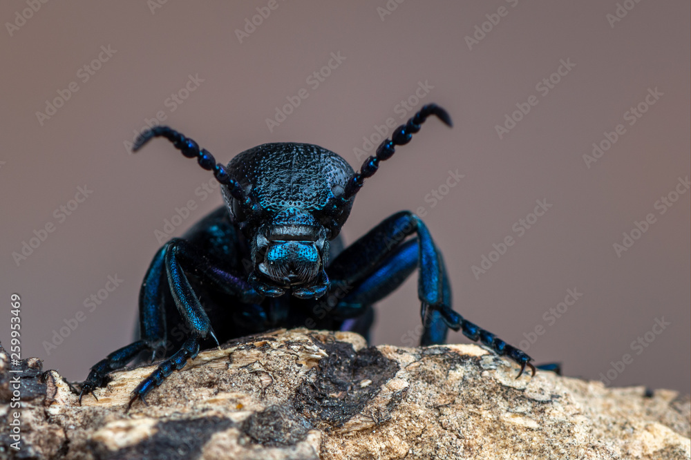 Naklejka premium European Oil beetle - Meloe proscarabaeus