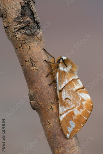 the Kentish glory - Endromis versicolora photo