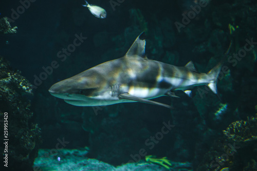 Shark swims in the aquarium with other fish