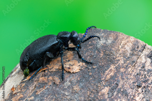 European Oil beetle - Meloe proscarabaeus © Marek R. Swadzba
